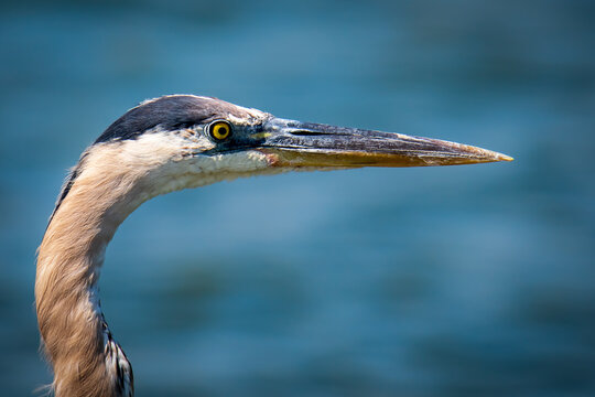 Closeup of a wild Great Blue Heron with blue water in the background.