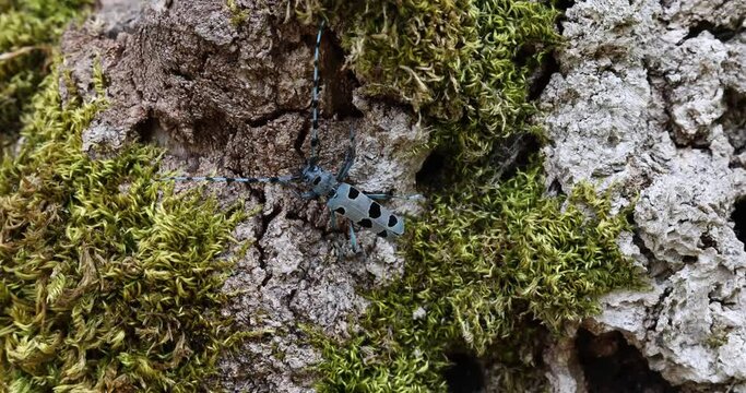 blue insect with long feelers, Rosalia alpina, Longhorn beetle,  Rosalia longicorn.