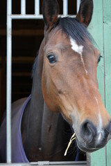 Horse in stall brown closeup 