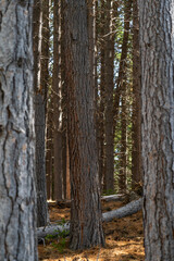 Fototapeta premium lake, waterfall, mountains, river, plants, pine trees