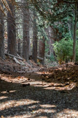 lake, waterfall, mountains, river, plants, pine trees