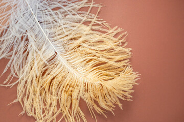 Luxurious ostrich feather on a beige background. Flat lay, top view, copy space.