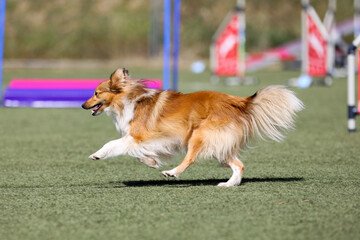 Fast and crazy sable and white shetland sheepdog running agility course on outside competition during sunny summer time.Smart, working and obedient little lassie, small collie dog doing agility 