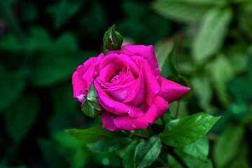 A blooming rose. Bright fragrant roses on a sunny summer day. Pink flowers bloom among the green foliage. Close-up of a pink rose on a blurry background of green foliage. Pink roses. Selective focus.