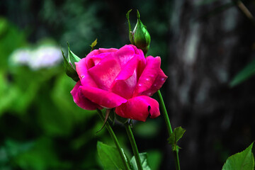 A blooming rose. Pink flowers bloom among the green foliage. Pink roses. Bright fragrant roses on a sunny summer day. Close-up of a pink rose on a blurry background of green foliage. Selective focus.
