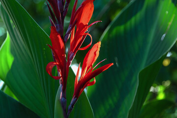 The red flower of Canna (Latin Cana). The flowering of a red canna flower in the garden on a sunny...