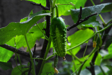 A green cucumber on a branch. Growth and flowering of cucumbers hanging on a branch. Close-up, selective focus. Ovaries of a young green cucumber with a flower. Young green cucumbers outdoors.