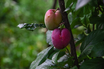Ripe plums. Spicing plums on a branch. Ripe plums on a tree branch in the garden among the green foliage. Organic fruits with green leaves on a branch of a plum tree on a sunny day. Selective focus.