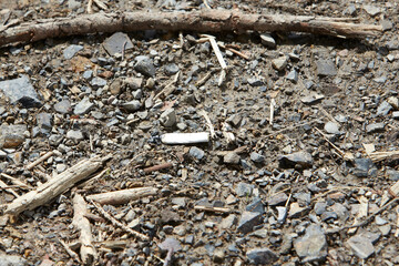 burning cigarette on dry forest ground