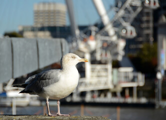 The seagulls on the  are beautiful and elegant in flight. Close up we see that they have a big beak and are very big   