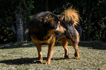 Uttarakhand, India. A big fully grown black and brown himalayan shepherd dog the mountains of upper himalayan region in India