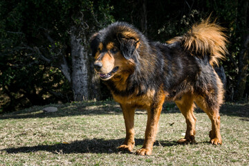 Uttarakhand, India. A big fully grown black and brown himalayan shepherd dog the mountains of upper himalayan region in India