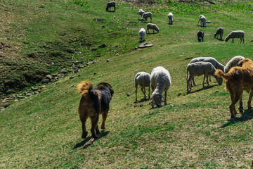 Obraz premium Uttarakhand, India. A big fully grown black and brown himalayan shepherd dog guarding sheep in the mountains of upper himalayan region in India