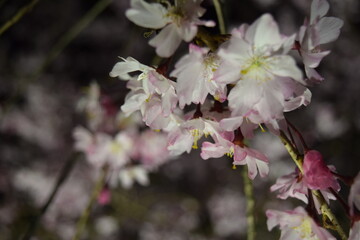 夜桜
