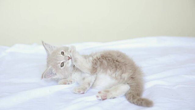 funny kitten licking his lips lying on the bed