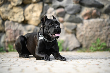 black cane corso dog lying down outdoors wearing a collar with an id tag