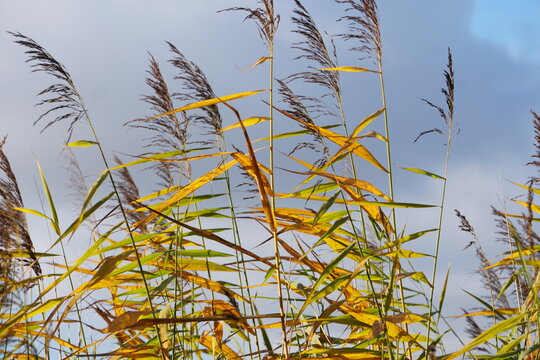 Herbstliches Schilf im Wind