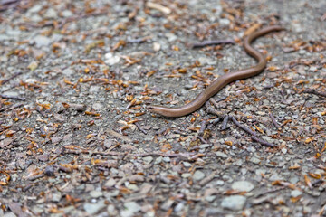 Blindschleiche auf dem Boden