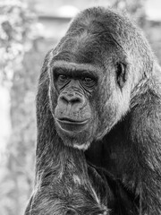 Gorilla