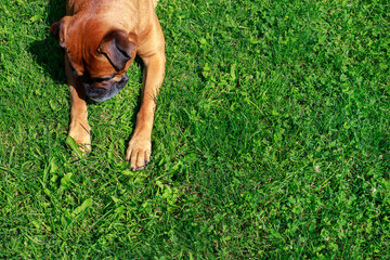 german boxer dog on green lawn top view