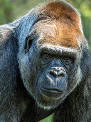 Naklejka premium Gorilla