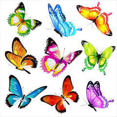 collection of butterflies - 521027006