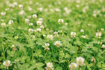 delicate white flowers on the lawn close-up background