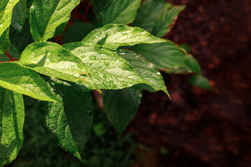 green leaves of a plant with drops in sunlight