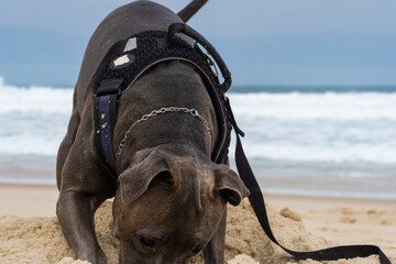 Pit Bull dog playing on the beach. Having fun with the ball and digging a hole in the sand. Partly...
