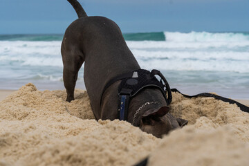 Pit Bull dog playing on the beach. Having fun with the ball and digging a hole in the sand. Partly cloudy day. Selective focus