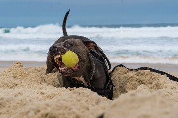 Pit Bull dog playing on the beach. Having fun with the ball and digging a hole in the sand. Partly cloudy day. Selective focus