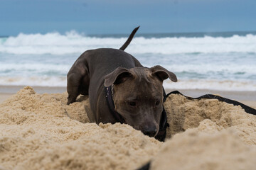Pit Bull dog playing on the beach. Having fun with the ball and digging a hole in the sand. Partly...