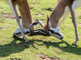 Antilope