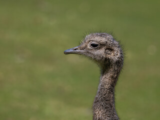 Emu