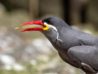 Inkaschalbe © Peter