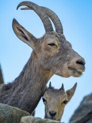 Steinbock