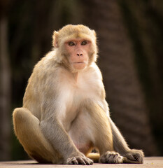 Indian Monkey (Rhesus Macaque)