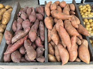 Colorful sweet potatoes at a fruit and vegetable stand in Orlando, Florida.