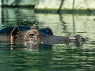 Fototapeta premium Flusspferd