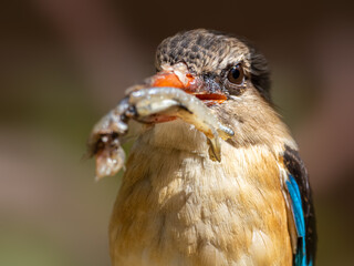 kingfisher
