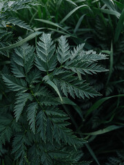 fern leaves in the forest