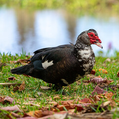 duck in the pond