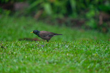 bird on the grass