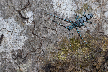 blue insect with long feelers, Rosalia alpina, Longhorn beetle,  Rosalia longicorn.