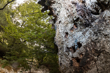 blue insect with long feelers, Rosalia alpina, Longhorn beetle,  Rosalia longicorn.