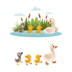 Obraz na płótnie Canvas Duck Floating in Pond with Reeds and Grey Ugly Duckling from Fairytale Vector Set