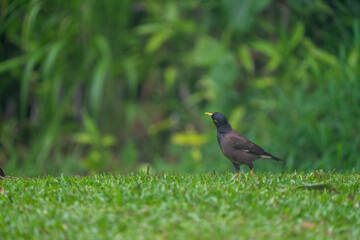 blackbird on the grass