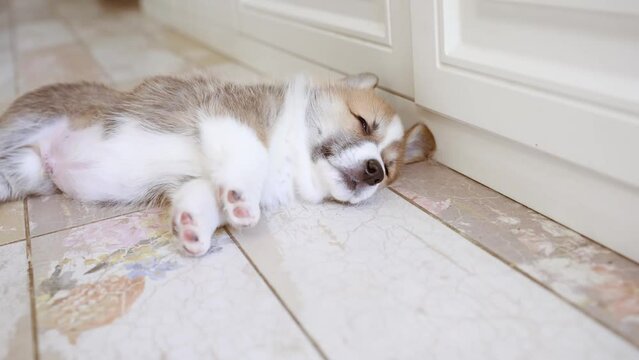 cute welsh corgi puppy sleeping on the floor