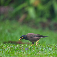 red winged blackbird