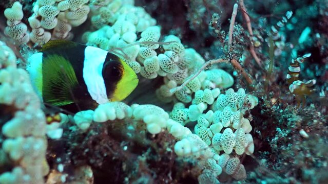 Young clark anemone fish (Amphiprion clarkii) in beaded anemone (Heteractis aurora)